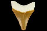 Fossil Megalodon Tooth - Florida #108389-1